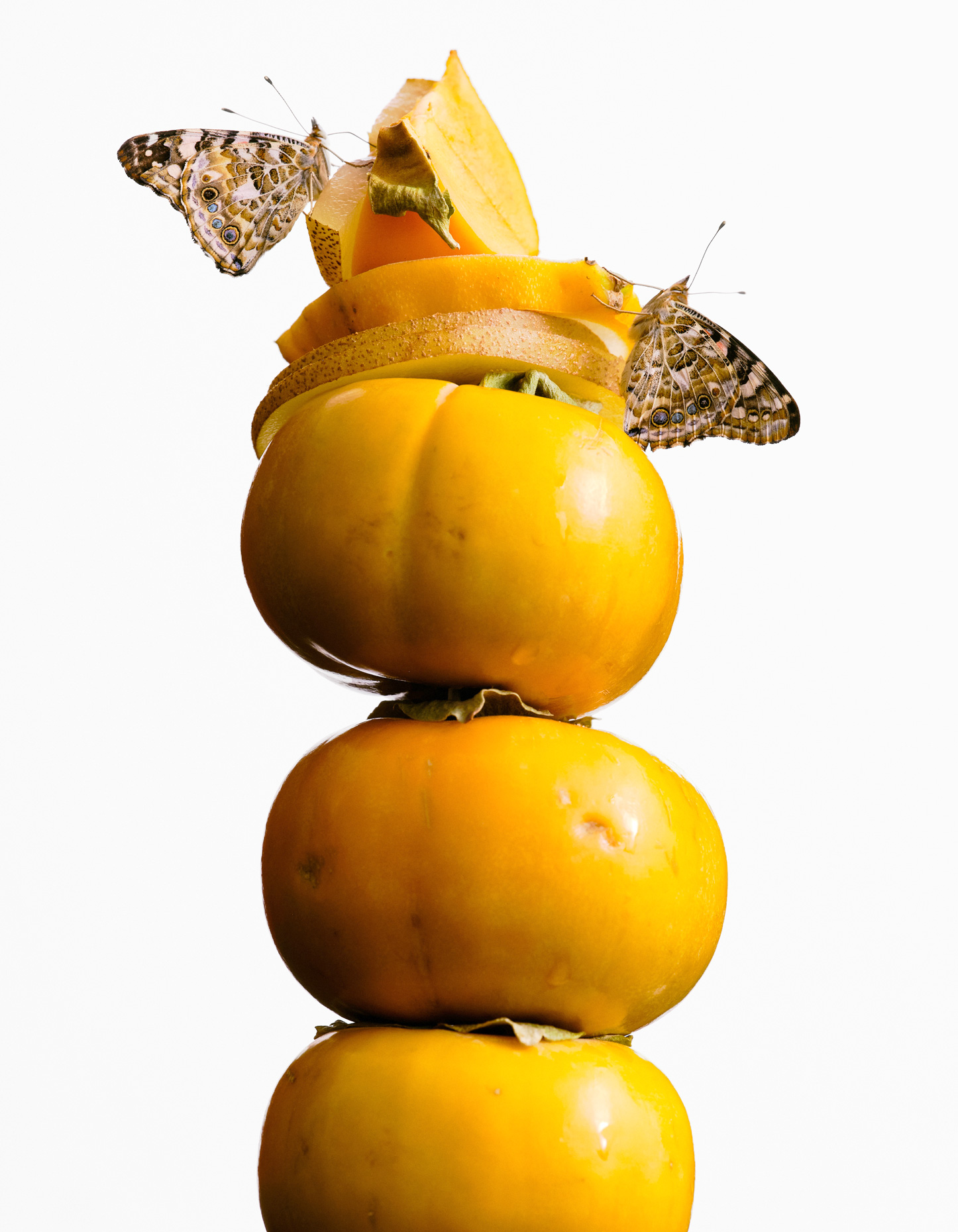 200913_butterflies1035_v2